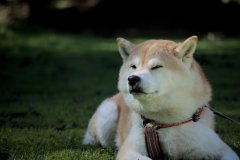 IMG_7976